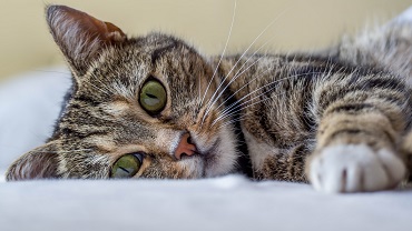 Усыпить кошку на дому по низким ценам в Москве | усыпление котов с выездом  на дом