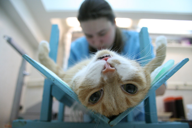 Стерилизация кошек по низкой цене на дому в Москве – «Доктор-Вет»