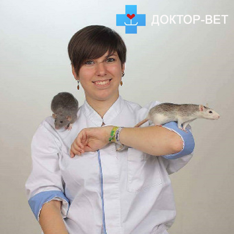 Ратолог в Москве круглосуточно лечит грызунов на дому