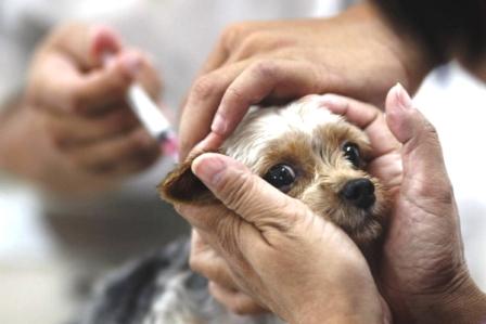 Вакцина Поливак ТМ, для собак доза, 1 флакон